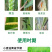 小麦增产套餐增产增收抗害防虫防菌农药肥料组合厂家直销