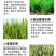 小麦增产套餐增产增收抗害防虫防菌农药肥料组合厂家直销