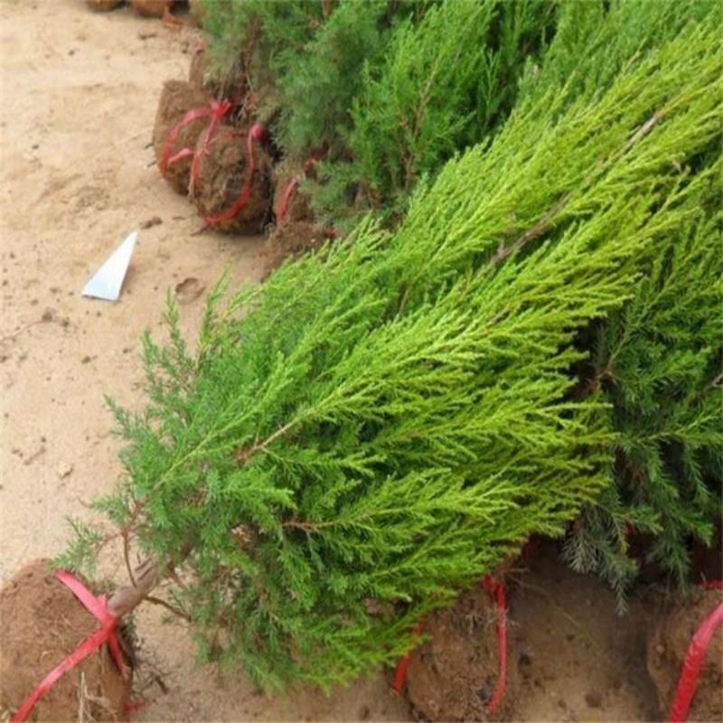蜀桧苗，桧柏苗，松柏苗，塔柏苗，圆柏苗绿化苗木