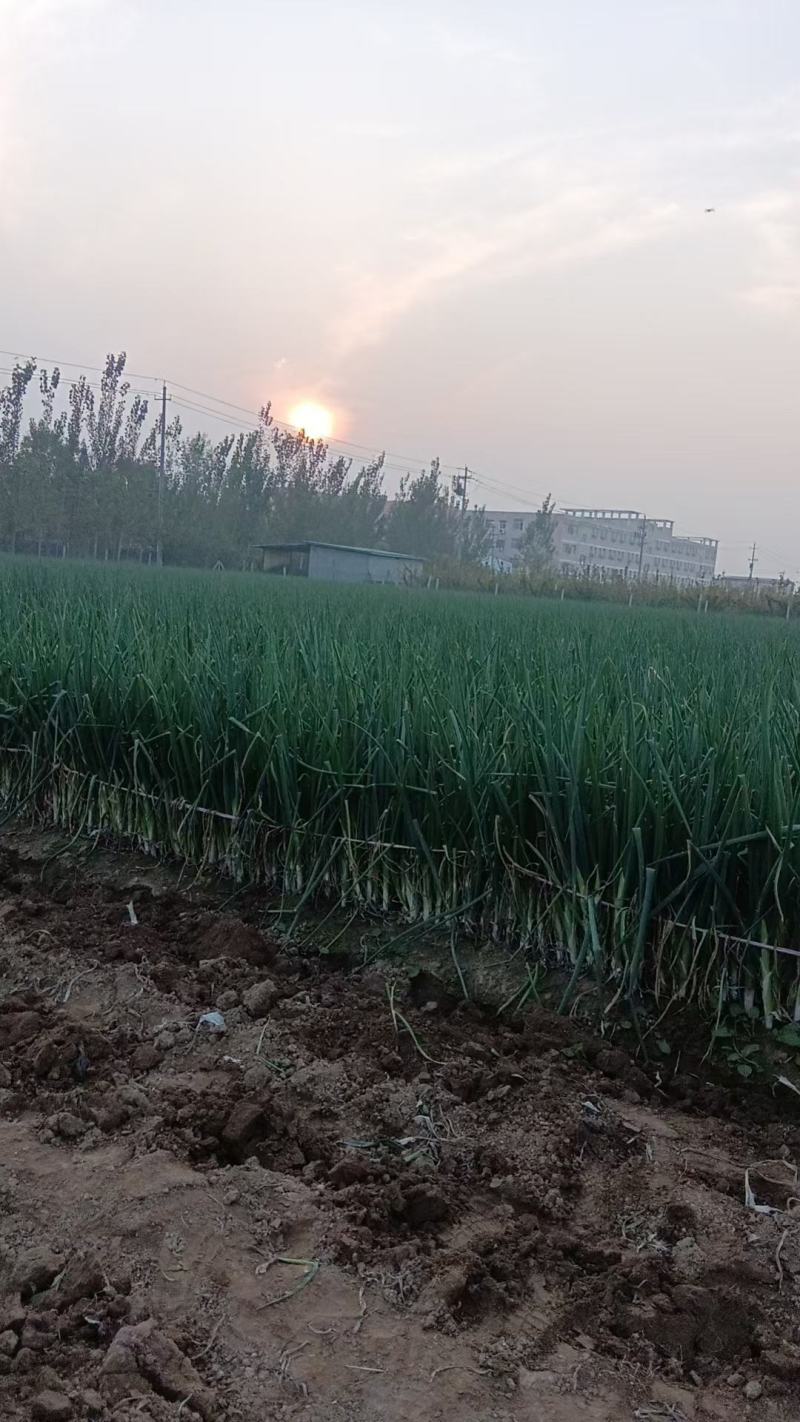 长白大葱菏泽安兴训修家庭农场