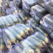 潍坊青萝卜水果萝卜，潍县萝卜大量上市直供电商团购批发市场