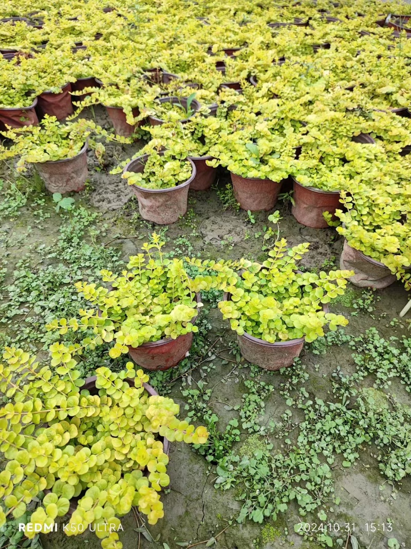 贵州过路黄批发贵州苗木基地供应各类规格过路黄基地直销