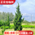 龙柏，龙柏树，龙柏球，基地货源大小规格全
