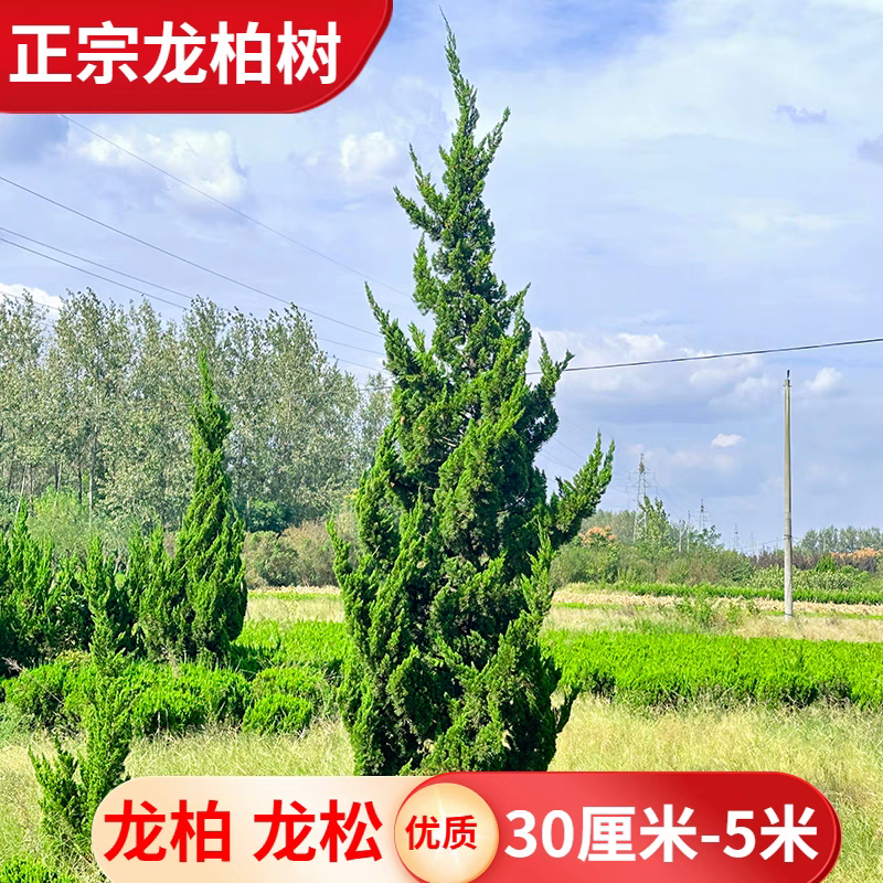 龙柏，龙柏树，龙柏球，基地货源大小规格全