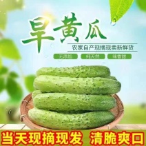 【旱黄瓜】湖北黄瓜/大棚种植/口感脆甜/全国供应批发