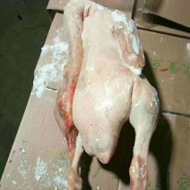 大鹅