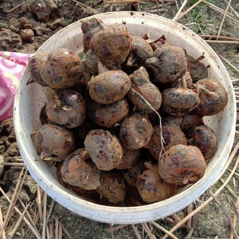 广西桂林马蹄荸荠一件代发，电商微商团购落地配