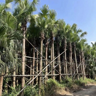 2411产地直销高杆蒲葵树8-10米高假植大蒲葵