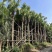 2411产地直销高杆蒲葵树8-10米高假植大蒲葵