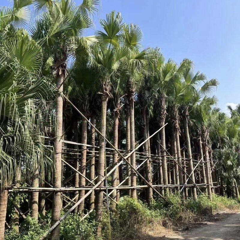 2411产地直销高杆蒲葵树8-10米高假植大蒲葵