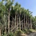 2411产地直销高杆蒲葵树8-10米高假植大蒲葵