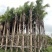 2411产地直销高杆蒲葵树8-10米高假植大蒲葵