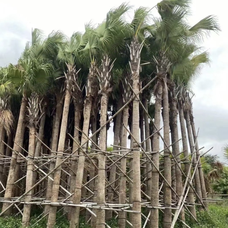 2411产地直销高杆蒲葵树8-10米高假植大蒲葵