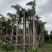 2411产地直销高杆蒲葵树8-10米高假植大蒲葵