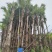 2411产地直销高杆蒲葵树8-10米高假植大蒲葵