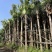 2411产地直销高杆蒲葵树8-10米高假植大蒲葵