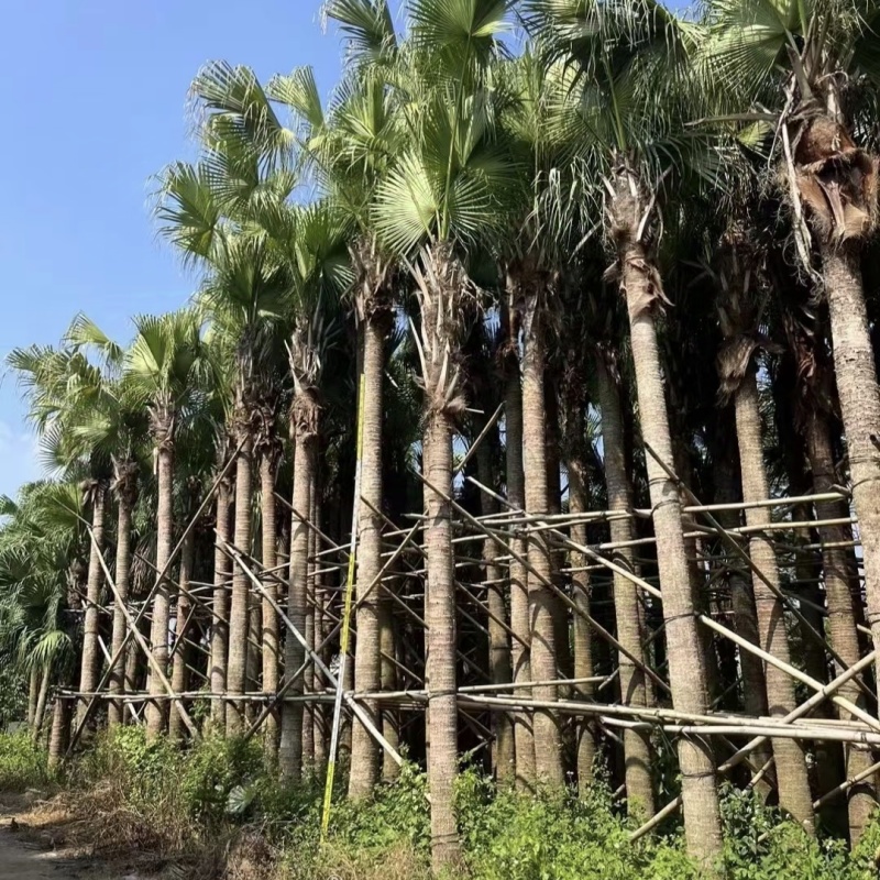 2411产地直销高杆蒲葵树8-10米高假植大蒲葵