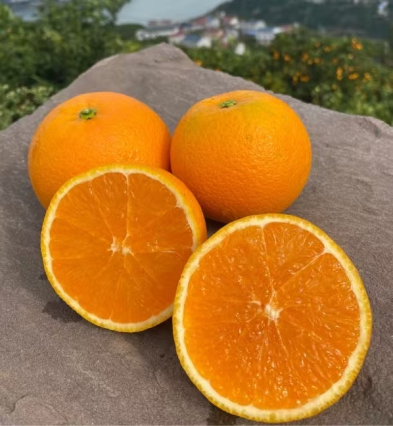 优质九月红果冻橙口感超甜入口即化，产地量大货源充足