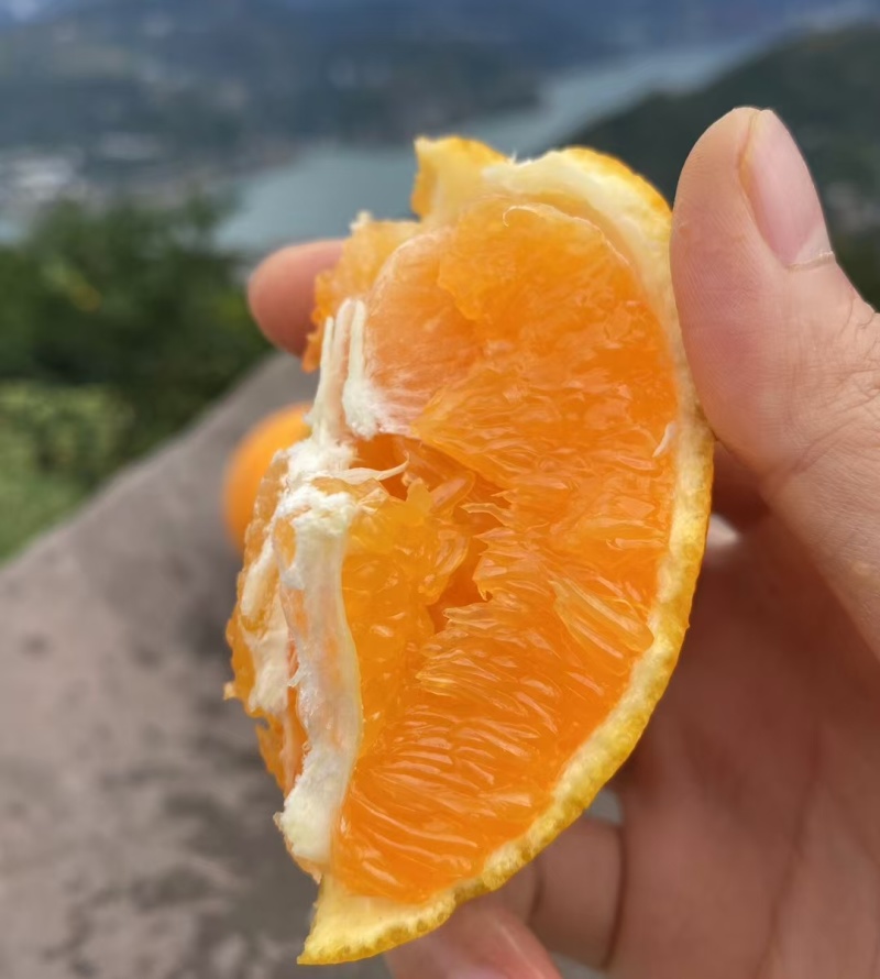 优质九月红果冻橙口感超甜入口即化，产地量大货源充足