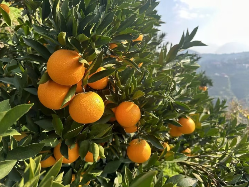 优质九月红果冻橙口感超甜入口即化，产地量大货源充足