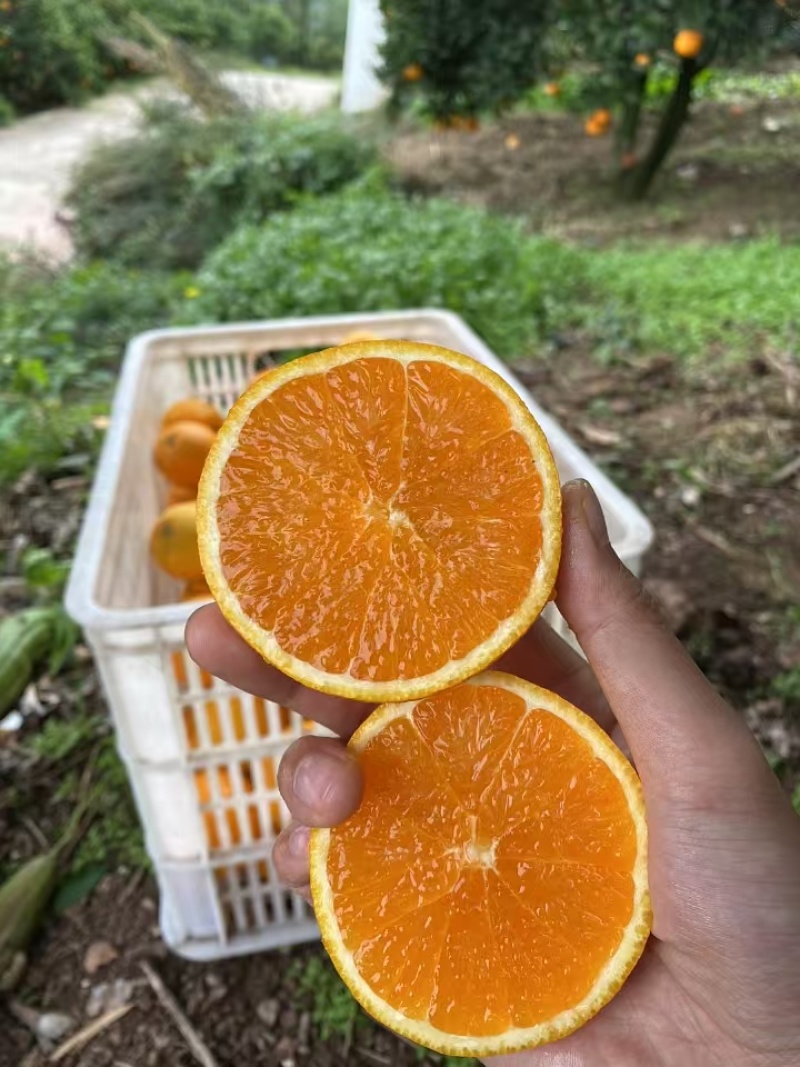 优质九月红果冻橙口感超甜入口即化，产地量大货源充足