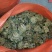 广西桂林荔浦马蹄一件代发，荸荠电商货，团购落地配