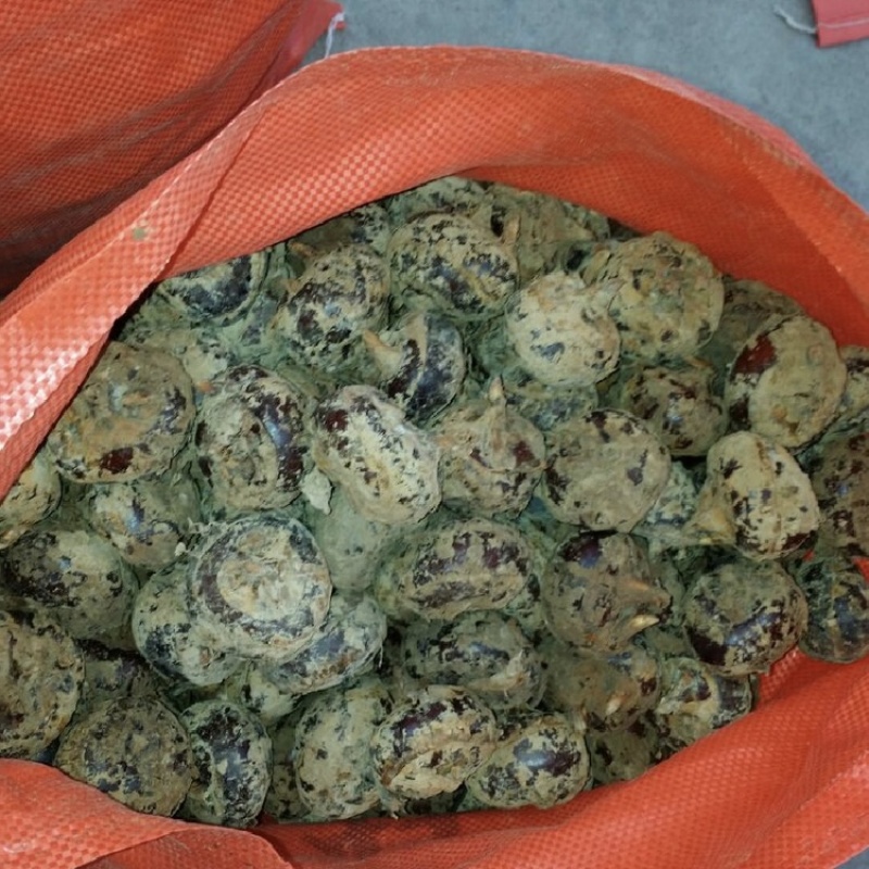 广西桂林荔浦马蹄一件代发，荸荠电商货，团购落地配