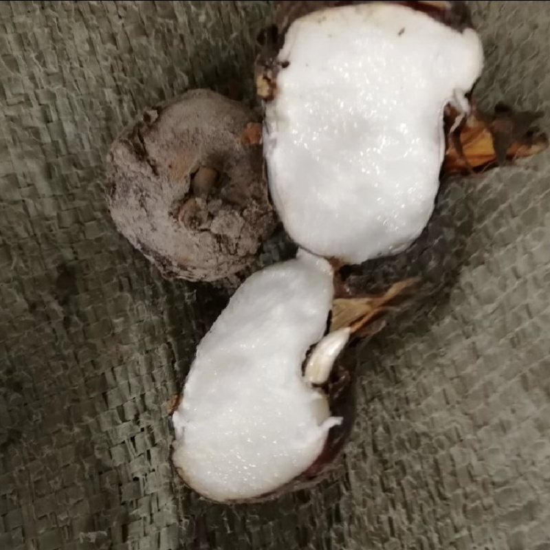 广西桂林荔浦马蹄一件代发，荸荠电商货，团购落地配