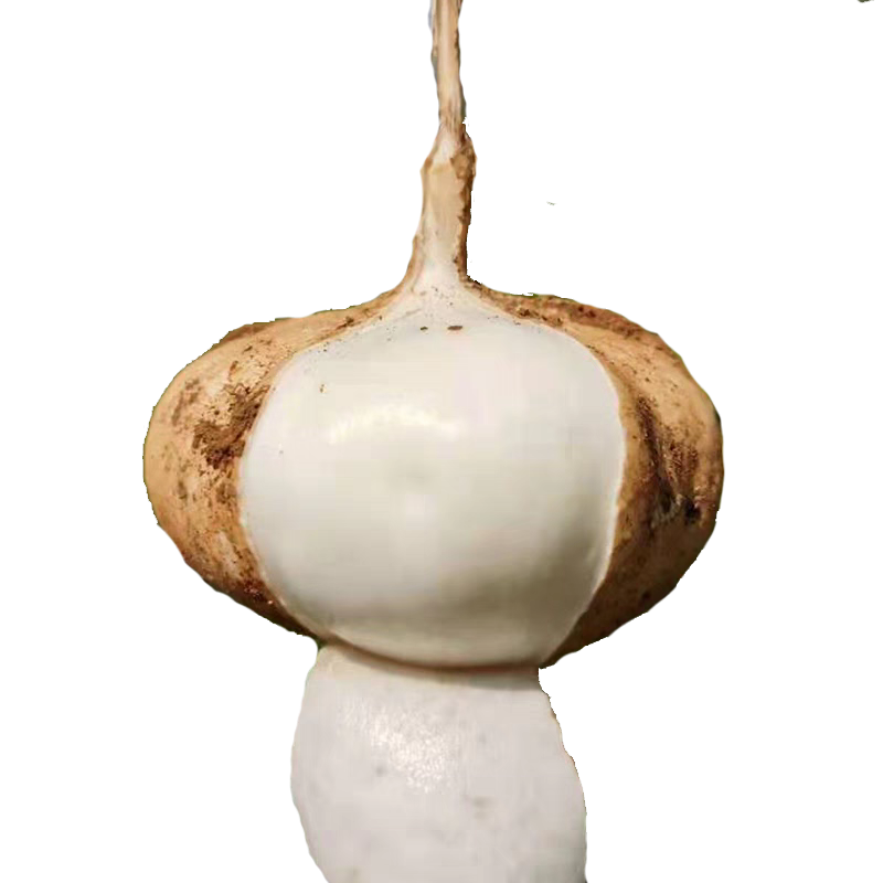 湖北天门沙土地凉薯