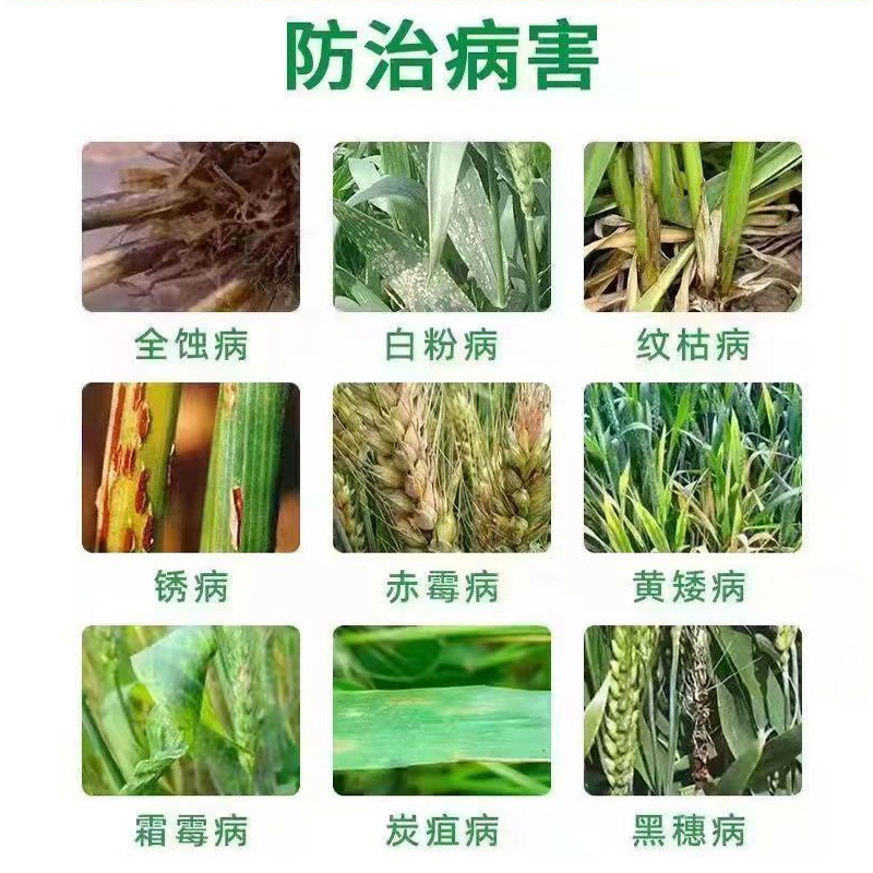 小麦丰收高产组合穗大粒饱大田作物农药肥料套餐一套十亩地