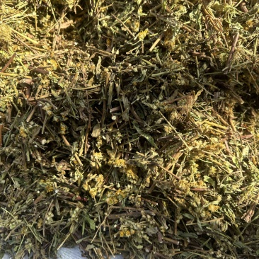 一枝黄花