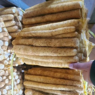 原产地种植小白嘴白山药铁棍山药现挖新鲜蔬菜山药网袋批发