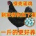 厂家直一斤黑凤青年鸡产蛋王绿壳蛋鸡散养五黑鸡绿蛋活物黑凤