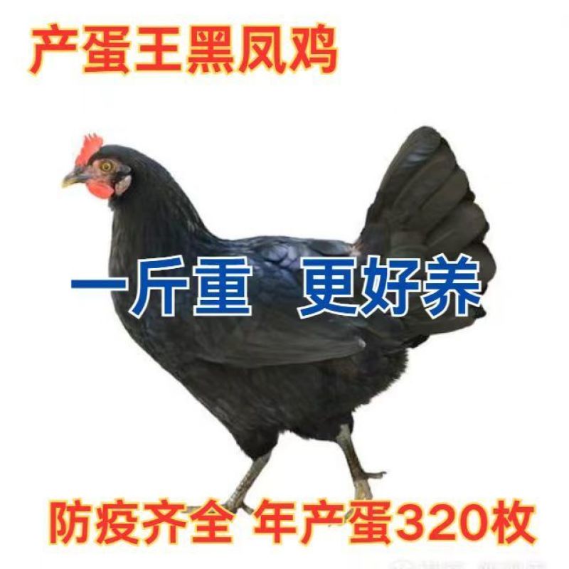 厂家直一斤黑凤青年鸡产蛋王绿壳蛋鸡散养五黑鸡绿蛋活物黑凤