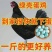 厂家直一斤黑凤青年鸡产蛋王绿壳蛋鸡散养五黑鸡绿蛋活物黑凤
