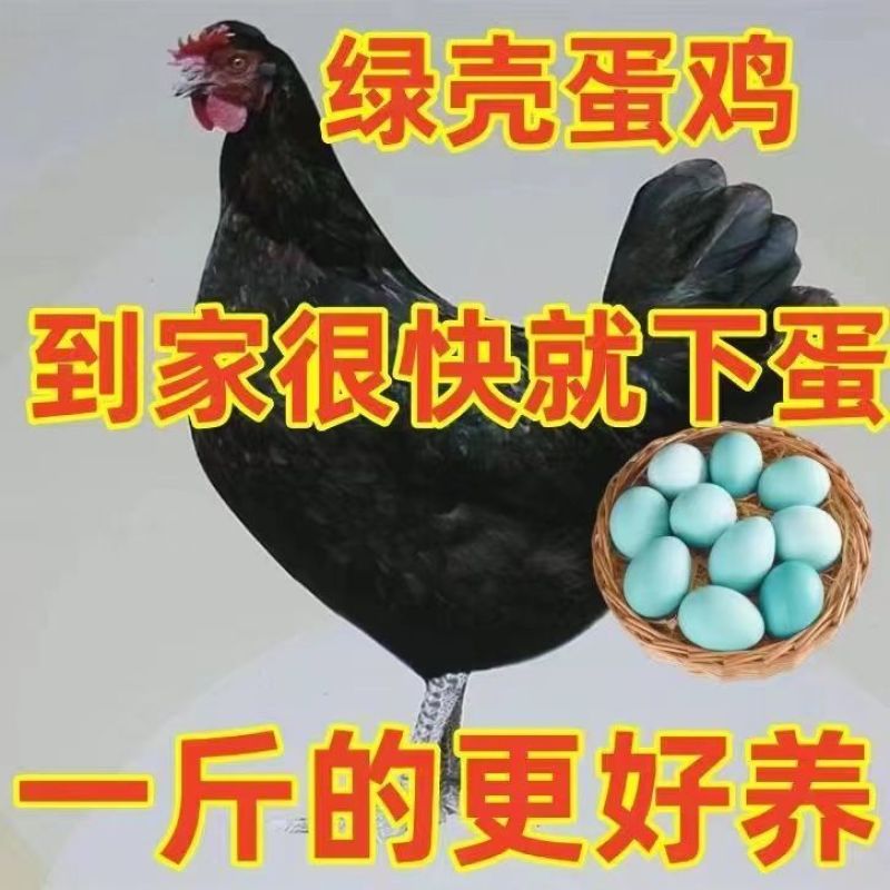 厂家直一斤黑凤青年鸡产蛋王绿壳蛋鸡散养五黑鸡绿蛋活物黑凤