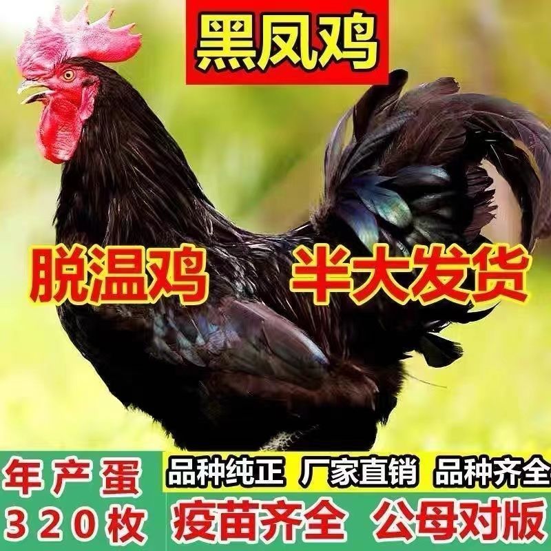 厂家直一斤黑凤青年鸡产蛋王绿壳蛋鸡散养五黑鸡绿蛋活物黑凤