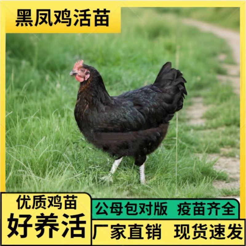 厂家直一斤黑凤青年鸡产蛋王绿壳蛋鸡散养五黑鸡绿蛋活物黑凤