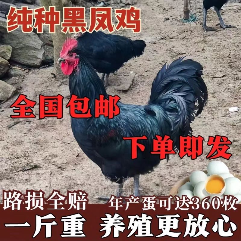 厂家直一斤黑凤青年鸡产蛋王绿壳蛋鸡散养五黑鸡绿蛋活物黑凤