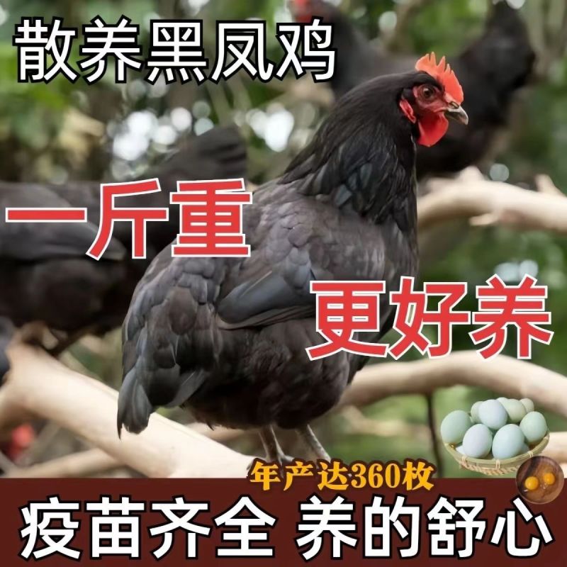厂家直一斤黑凤青年鸡产蛋王绿壳蛋鸡散养五黑鸡绿蛋活物黑凤