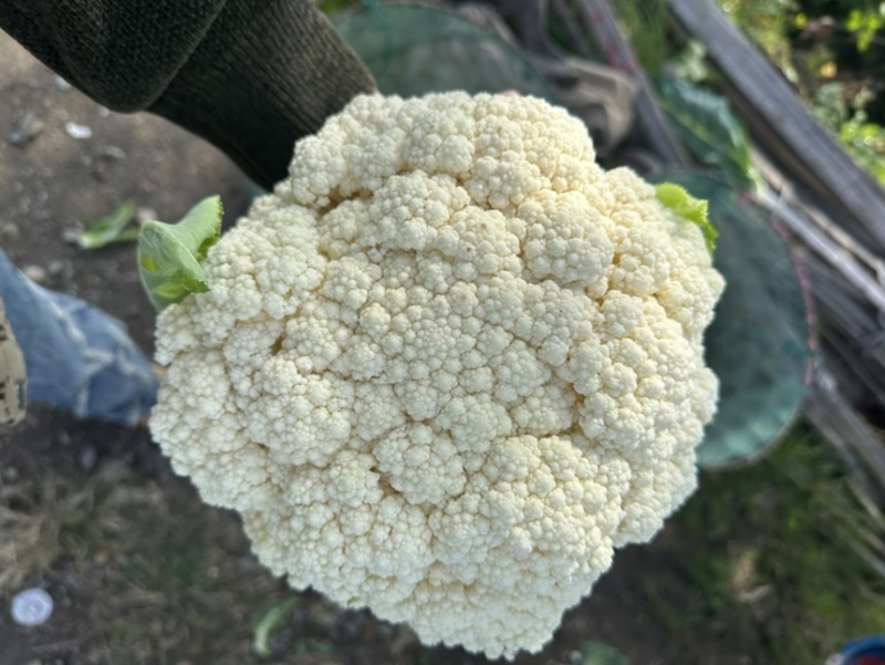 浙江台州精品花菜上市了有需要的联系