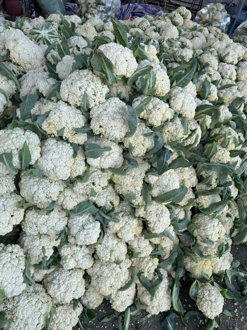 浙江台州精品花菜上市了有需要的联系