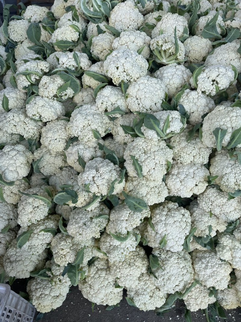 浙江台州精品花菜上市了有需要的联系