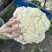 浙江台州精品花菜上市了有需要的联系