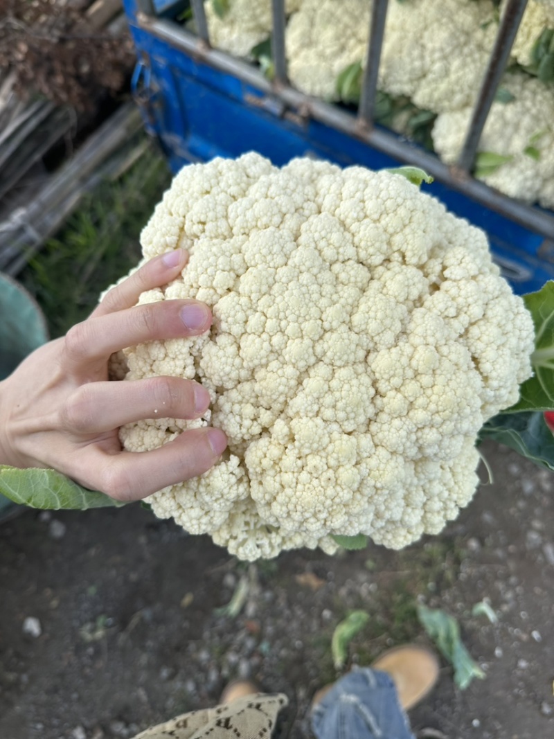 浙江台州精品花菜上市了有需要的联系