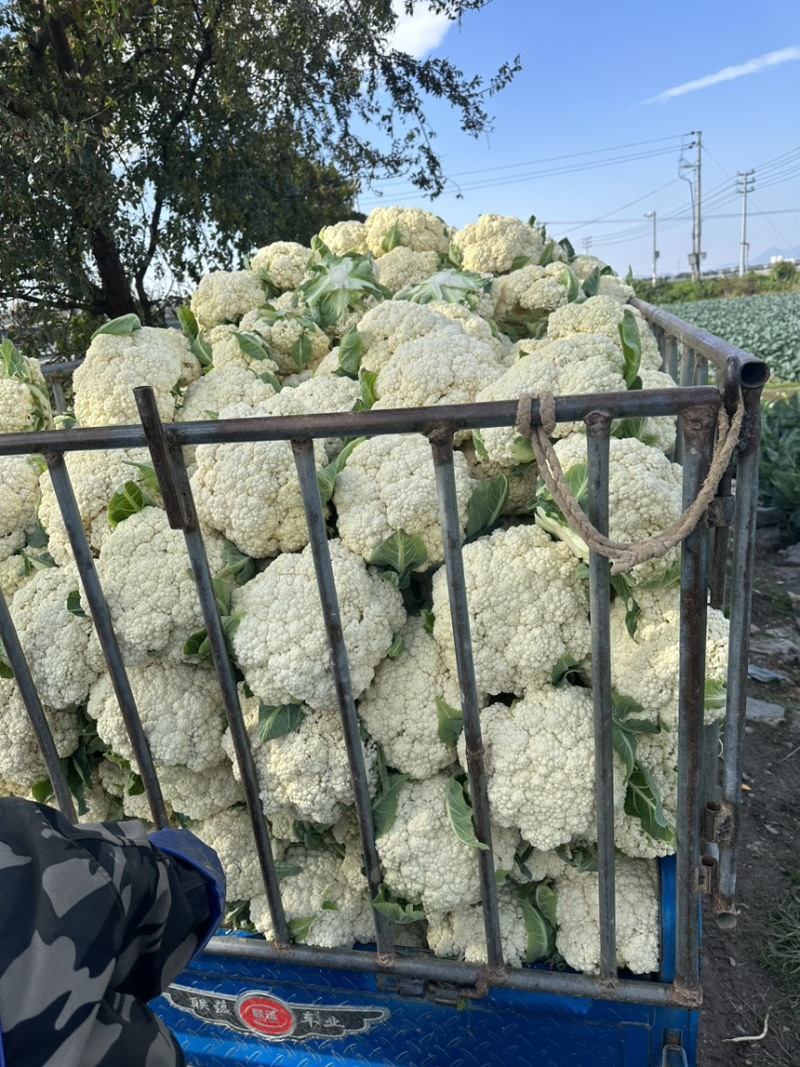 浙江台州精品花菜上市了有需要的联系