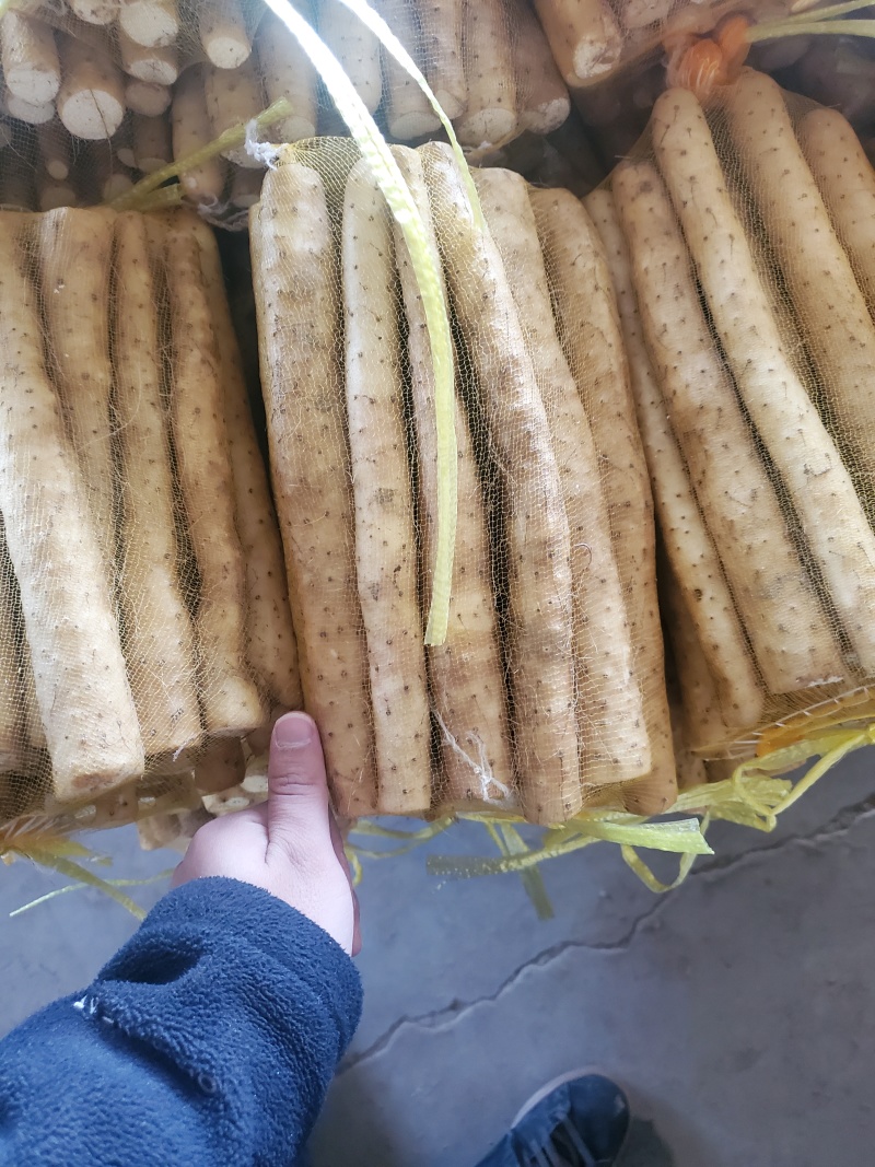原产地种植小白嘴白山药铁棍山药现挖新鲜蔬菜山药网袋批发