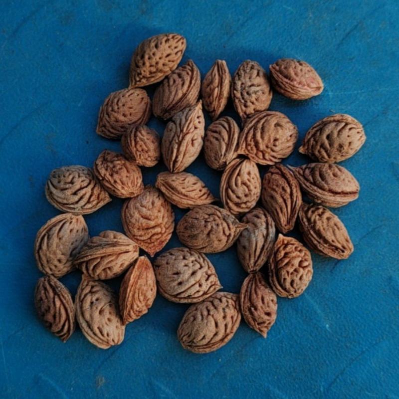 桃核种子