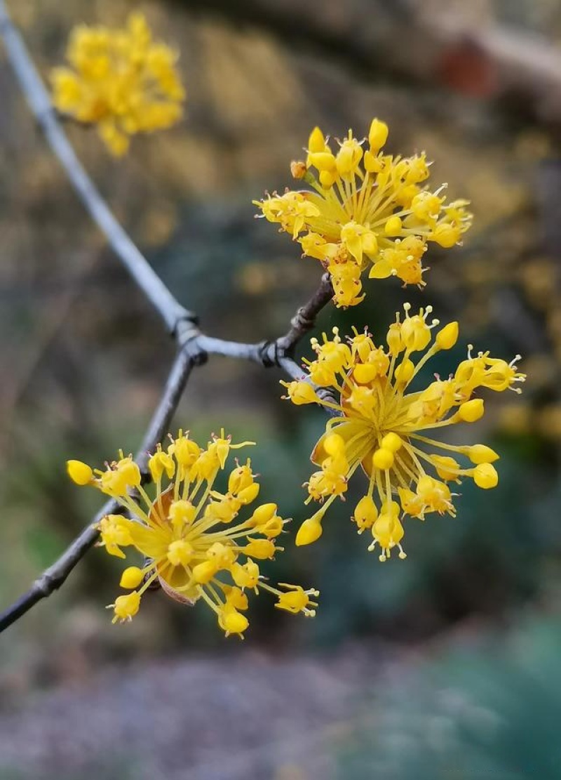 山茱萸苗