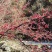 山茱萸苗